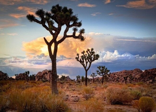 Book Now Desert Boulders and Joshua Tree Vacation Rentals