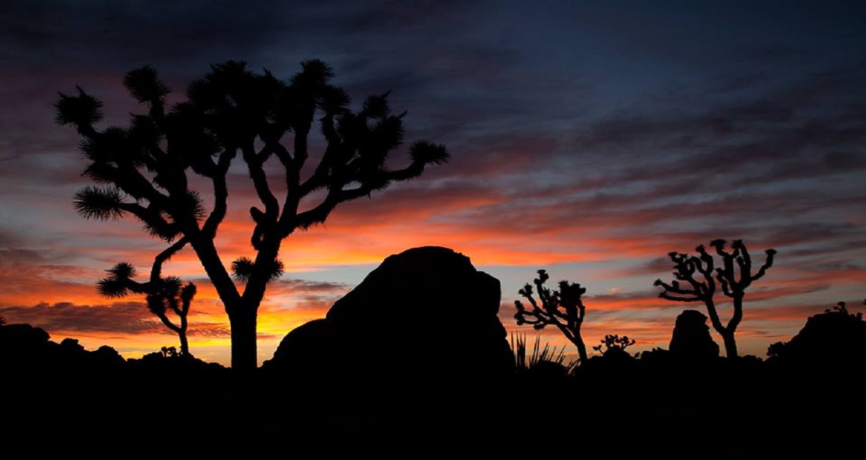 Joshua Tree National Park