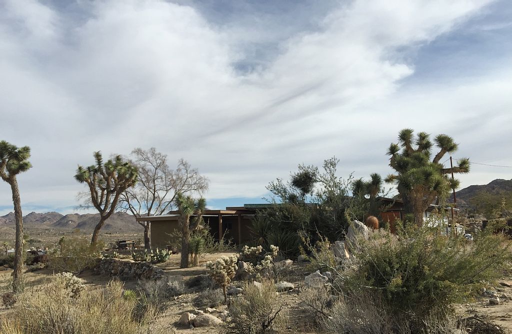 joshua trees on the property